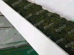 構(gòu)樹葉烘干現(xiàn)場(chǎng)